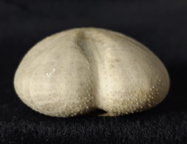 Heteraster oblongus (BRONGNIART 1821) - Bild &copy; FossNet FossilienStore